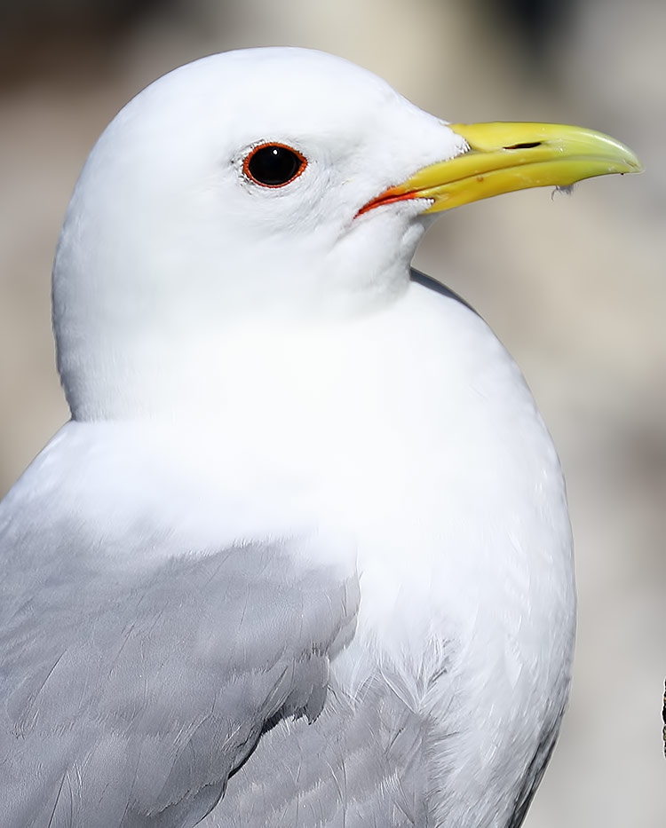 kittiwake